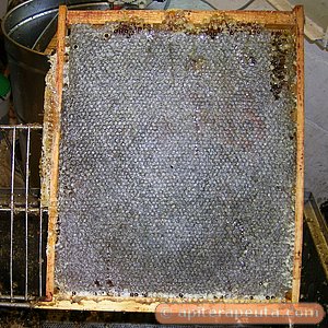 foto de panal de miel totalmente operculado HD